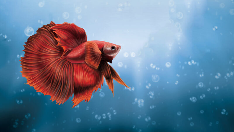 Hình nền cá betta 4K