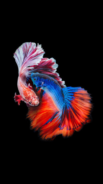 Hình nền cá chọi 4k