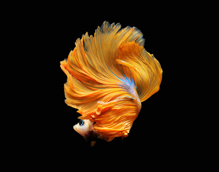 Hình nền cá Lia Thia