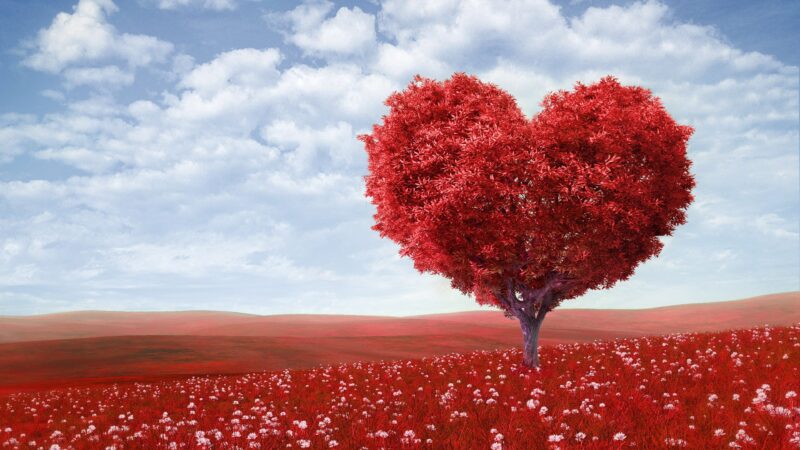 hình nền cây trái tim đẹp và cánh đồng hoa đỏ