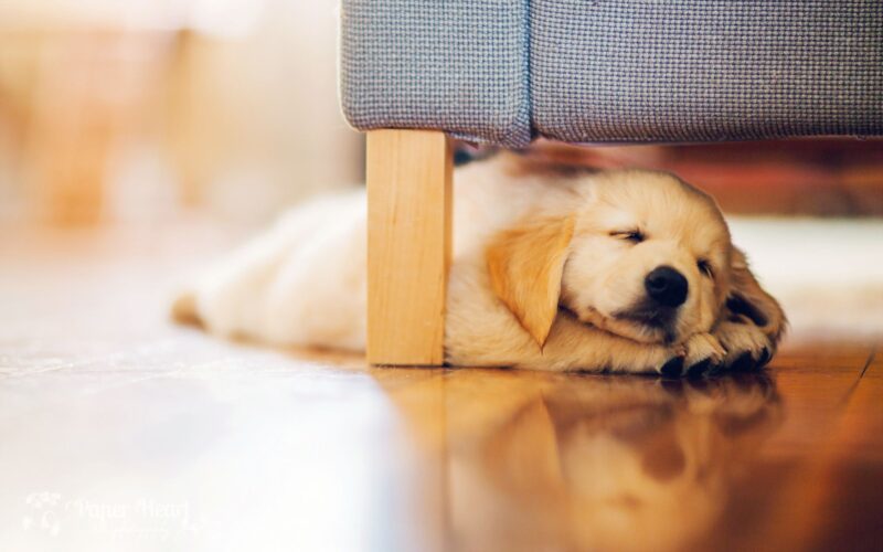 hình nền chó con ngủ say dưới chân ghế