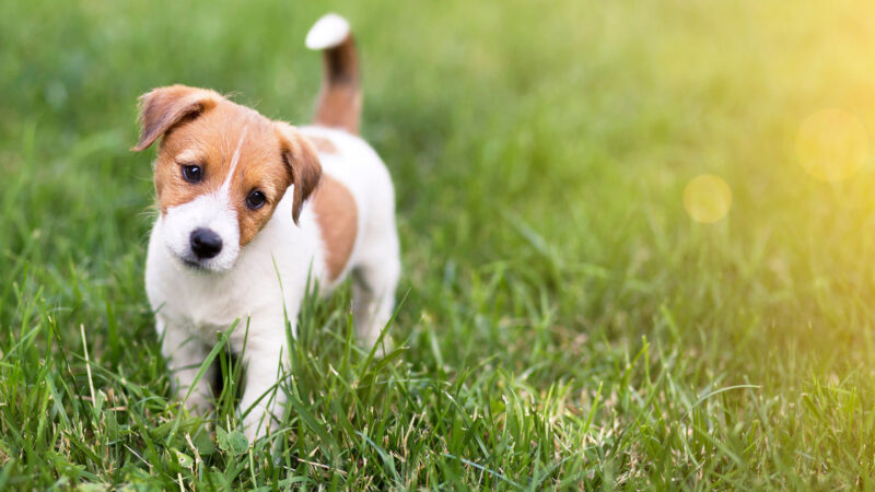 Hình nền chó đẹp