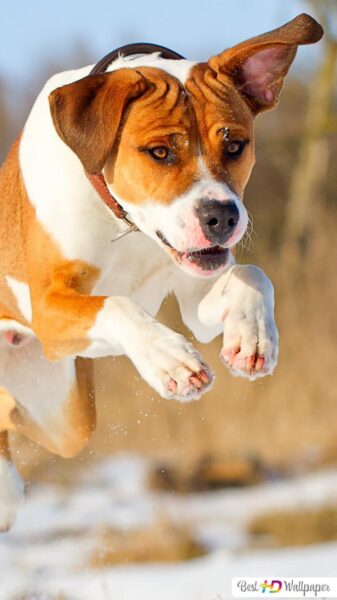 Hình nền chó Pitbull