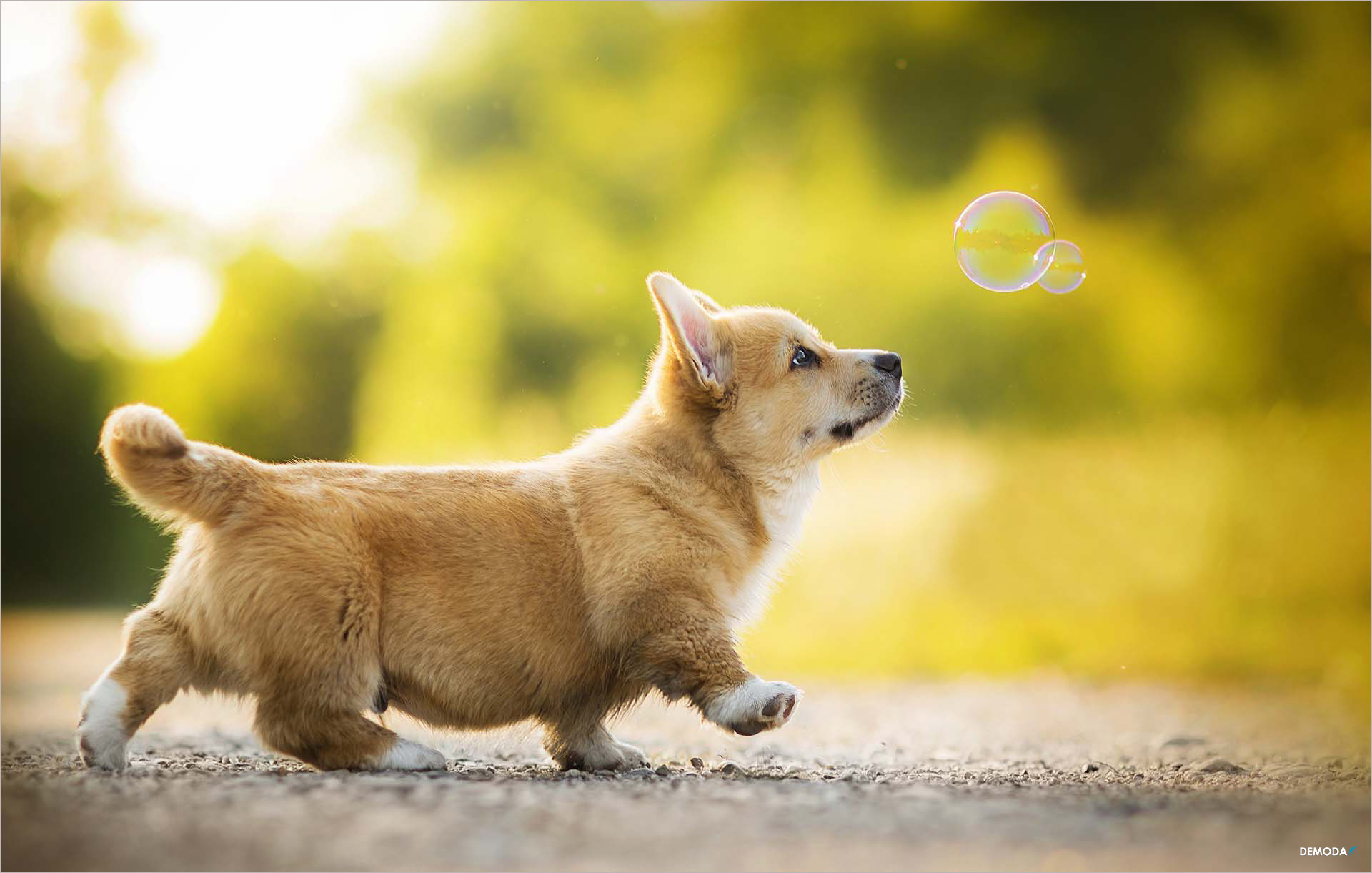 Tải Ứng Dụng Hình Nền Động Con Chó Con Hay Nhất Cho Android Vinatai