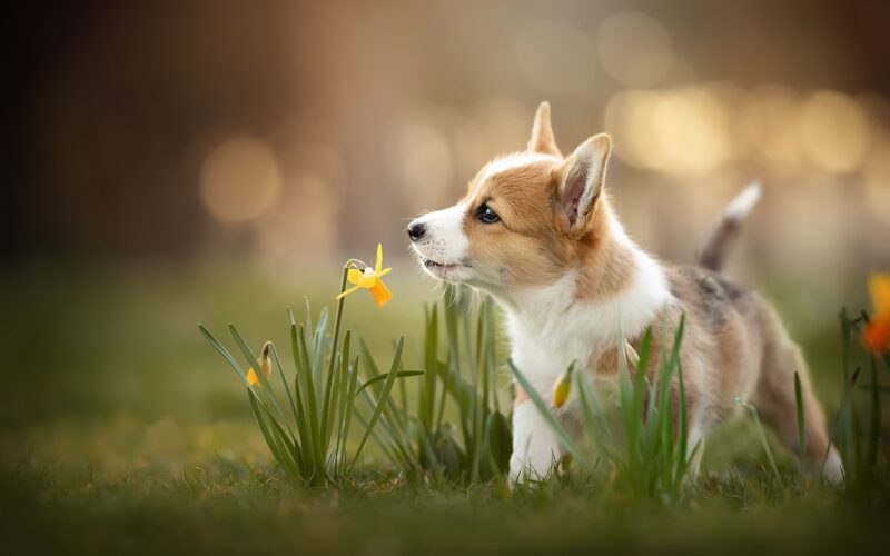 hình nền con chó corgi dễ thương và hoa