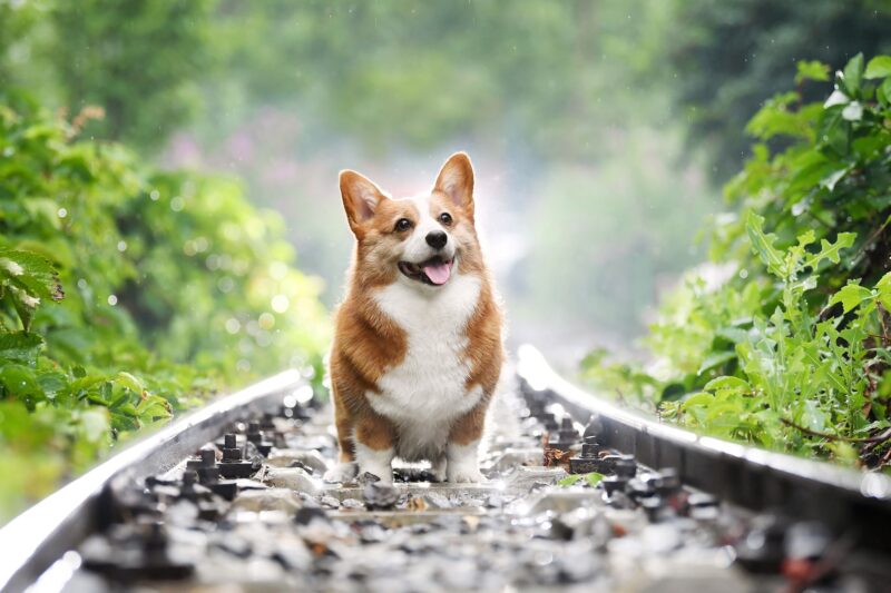 hình nền con chó cory chân ngắn trên đường ray