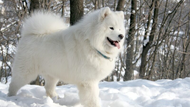hình nền con chó đang đi trên tuyết trắng