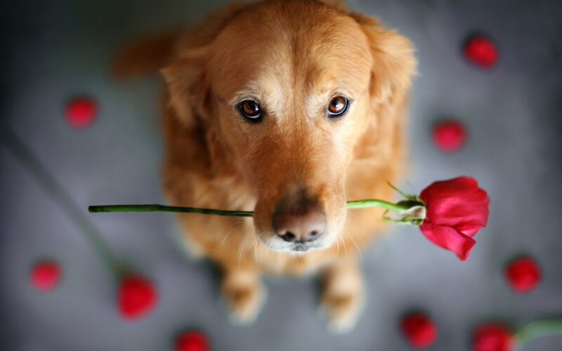hình nền con chó đang ngậm cành hoa hồng
