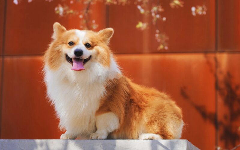 400000 ảnh đẹp nhất về Con Chó Dễ Thương  Tải xuống miễn phí 100  Ảnh  có sẵn của Pexels
