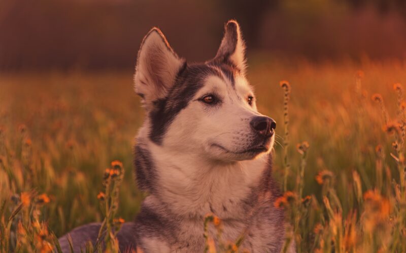 hình nền con chó husky giữa cánh đồng hoa