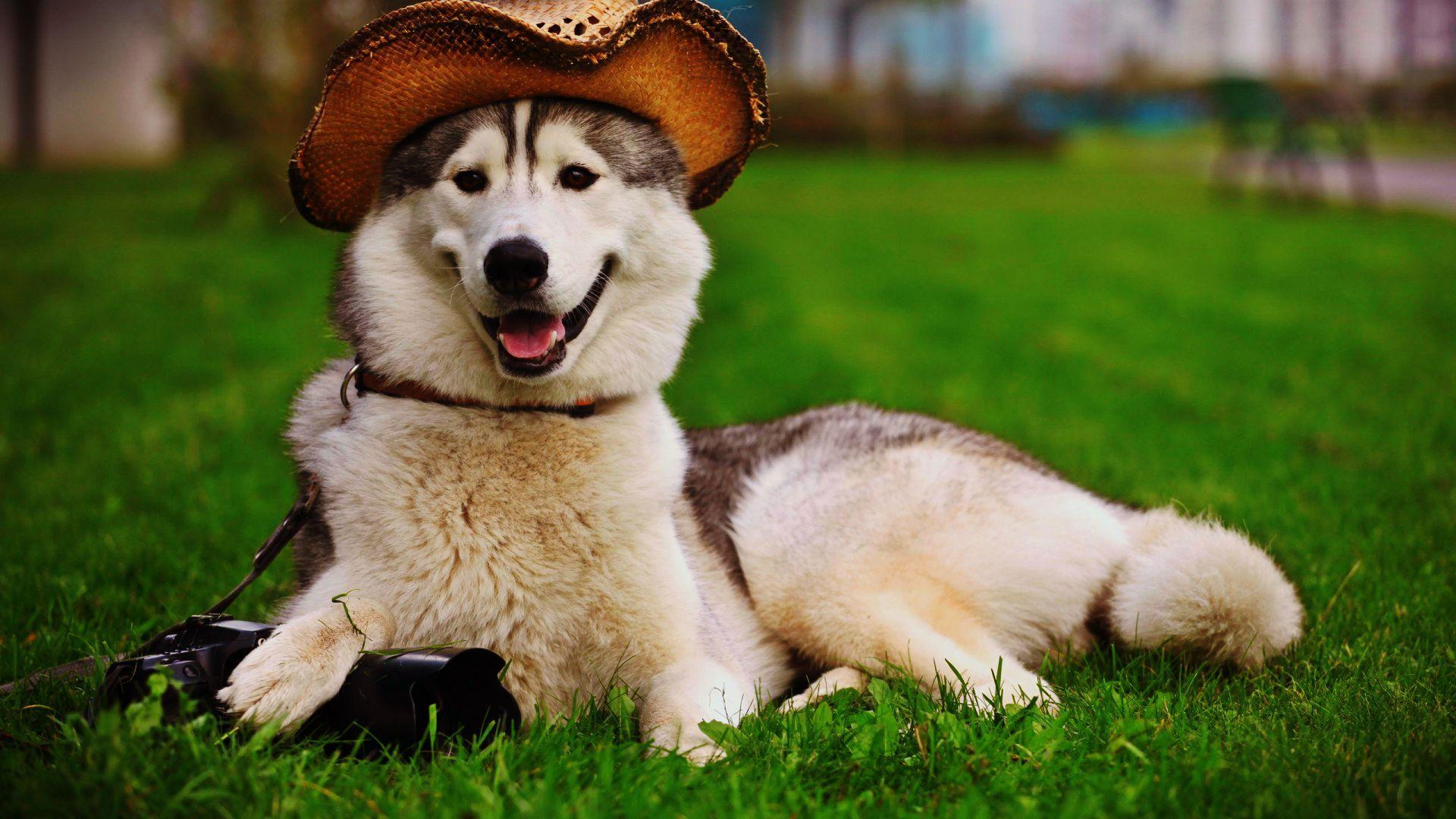 Hình ảnh chó Husky  Những chú chó đáng yêu nhất quả đất