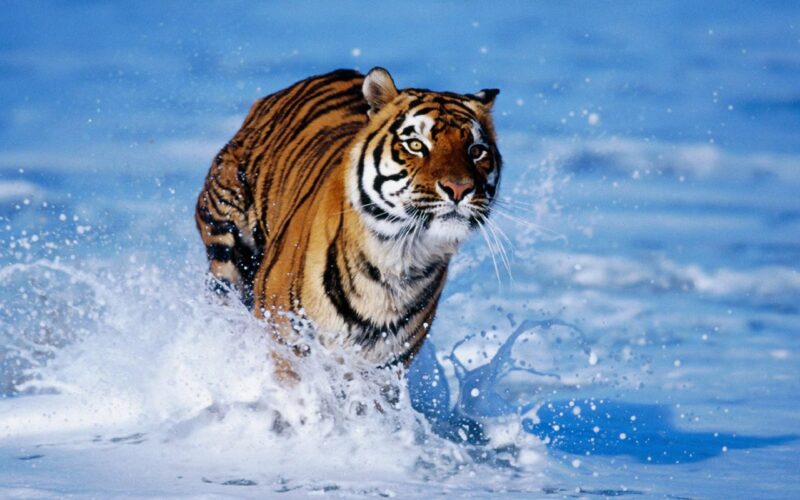 hình nền con hổ đang chạy trong nước