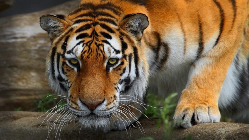 hình nền con hổ đang chuẩn bị săn mồi