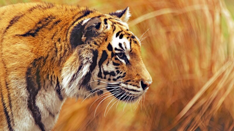 hình nền con hổ đang đi dạo