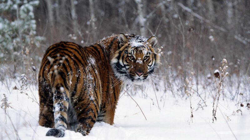 hình nền con hổ đang đi trên tuyết