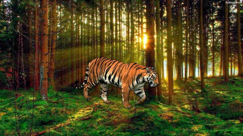 hình nền con hổ đang đi trong rừng vào lúc bình minh