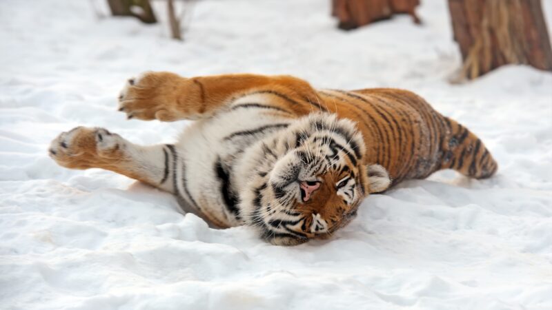 hình nền con hổ đang lăn lộn trên tuyết