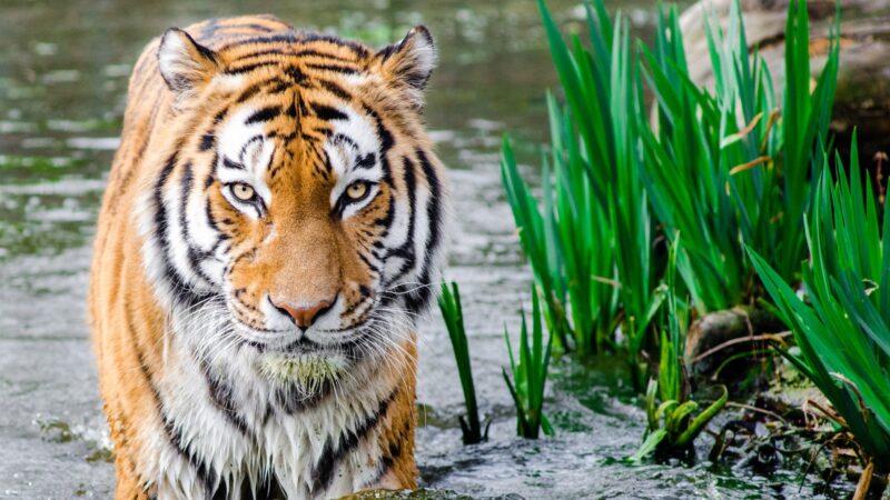 hình nền con hổ đang lội nước