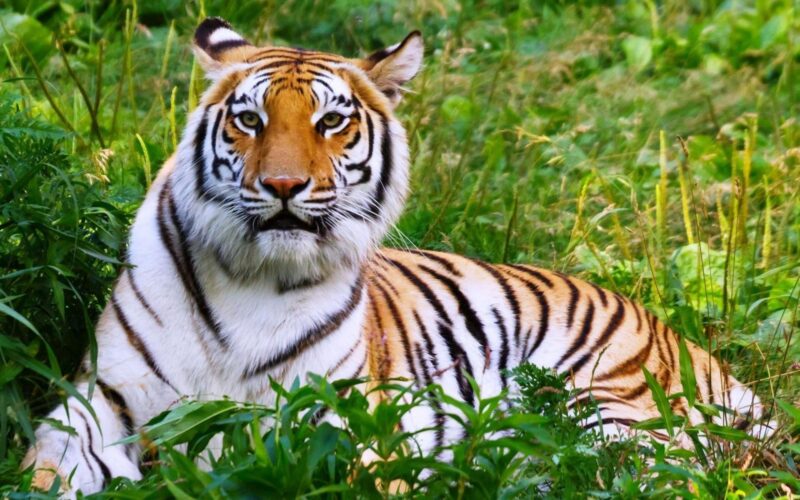 hình nền con hổ đang nằm giữa bụi cỏ xanh