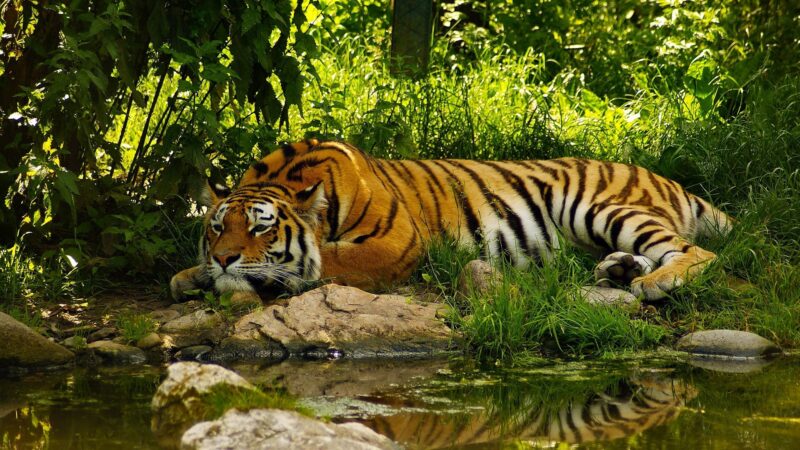 hình nền con hổ đang nằm nghỉ bên bờ suối