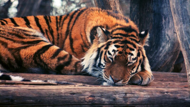 hình nền con hổ đang nằm ngủ