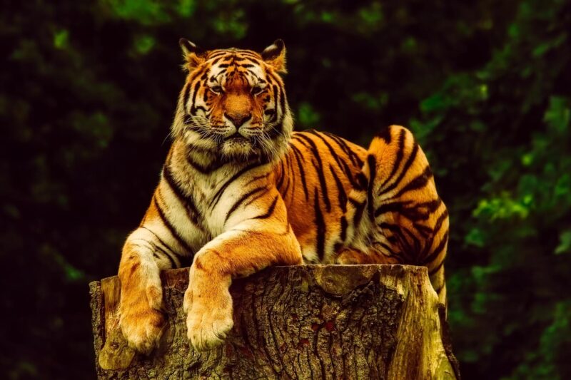 hình nền con hổ đang nằm trên khúc cây gỗ