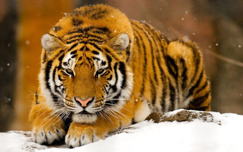 hình nền con hổ đang nằm trong vùng tuyết trắng