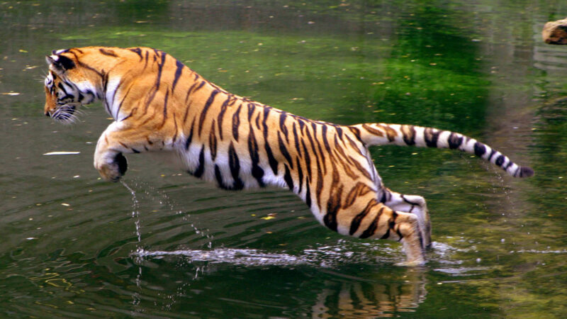 hình nền con hổ đang vồ mồi trong nước