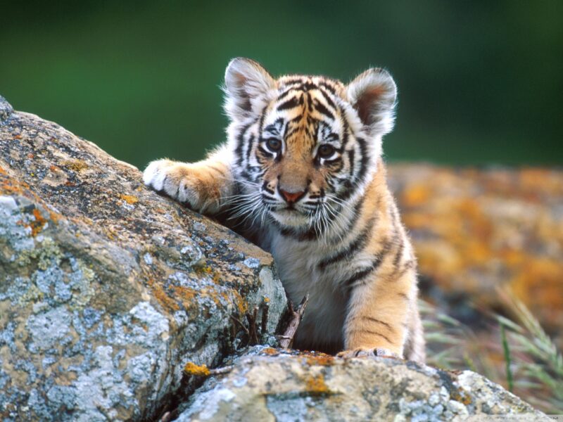 Chi tiết 66+ về hình nền con hổ đẹp nhất - cdgdbentre.edu.vn