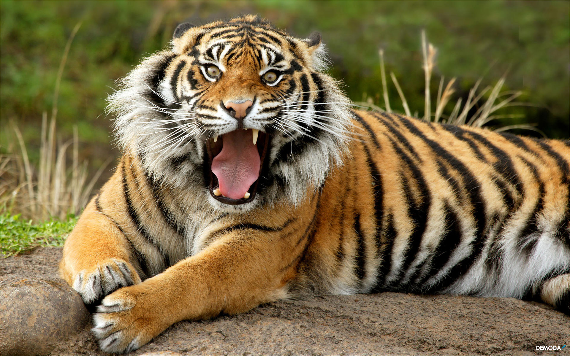 Hình ảnh hình nền con hổ đẹp nhất  VFOVN