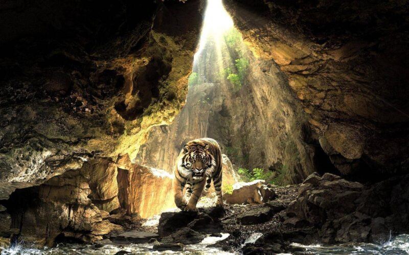 hình nền con hổ dưới hang có ánh nắng chiếu vào