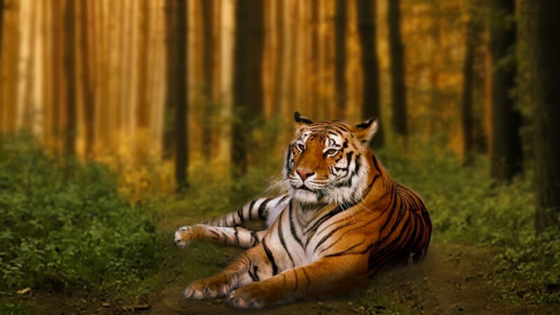 hình nền con hổ nằm trong khu rừng