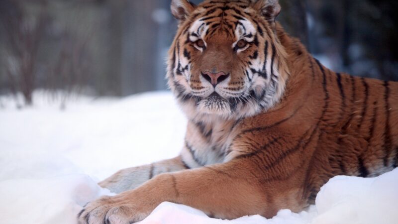 hình nền con hổ trên tuyết trắng