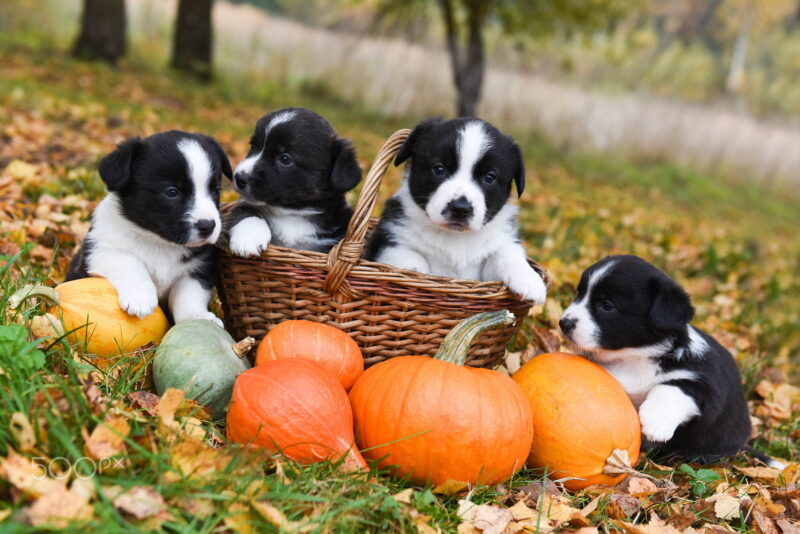 corgi puppies dogs with a pumpkin on an autumn background