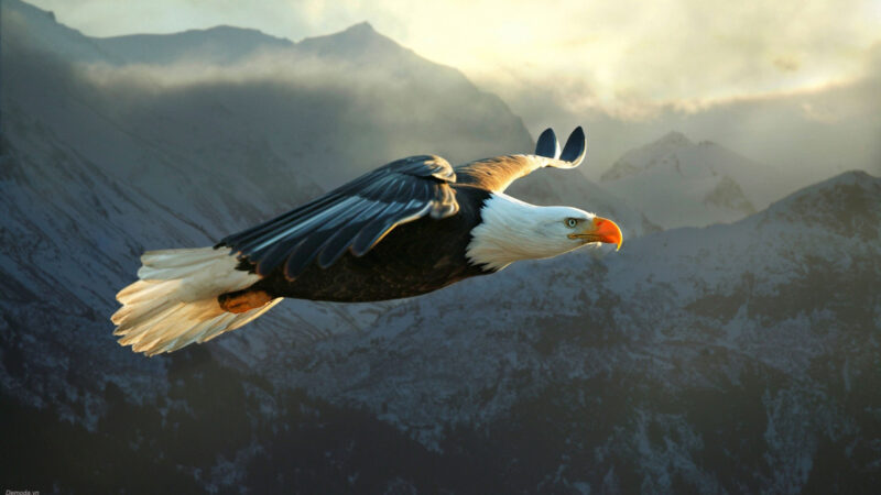 Hình nền Desktop chim Đại Bàng