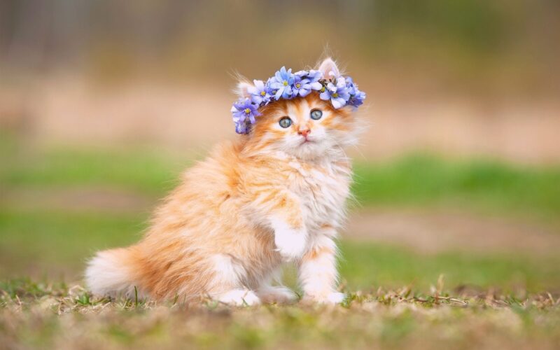 hình nền desktop chú mèo đội vòng hoa dễ thương