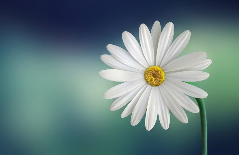 hình nền desktop hoa cúc trắng đẹp