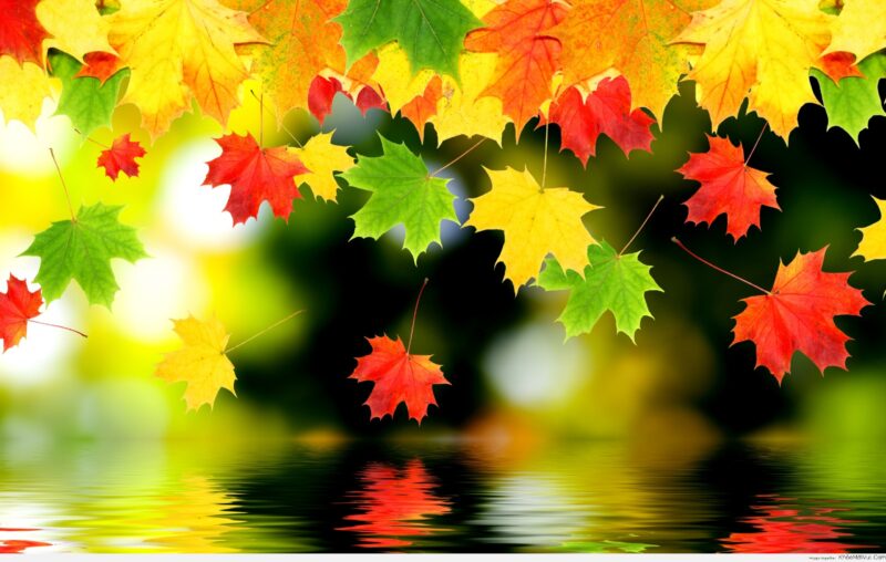 hình nền desktop lá phong rơi trên mặt nước mùa thu