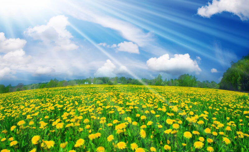 hình nền desktop vườn hoa cúc vàng khoe sắc dưới ánh nắng
