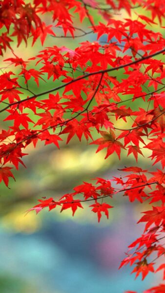 hình nền điện thoại oppo, xiaomi cây lá đỏ mùa thu