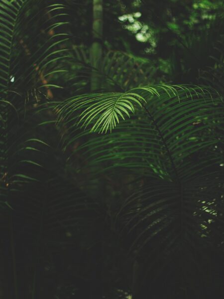 hình nền điện thoại oppo, Xiaomi rừng cây nhiệt đới