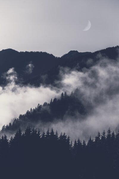 hình nền điện thoại oppo, Xiaomi thiên nhiên rừng cây phủ sương mù vào chiều tối