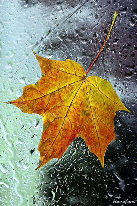 traurige Live-Wallpaper-Regentropfen, die durch Glas und Blätter fließen