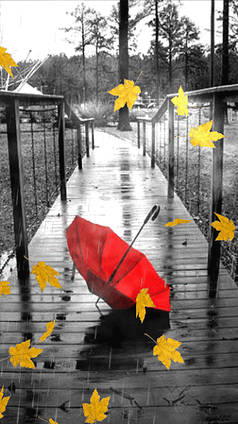 hình nền sống buồn lá rơi khi trời mưa
