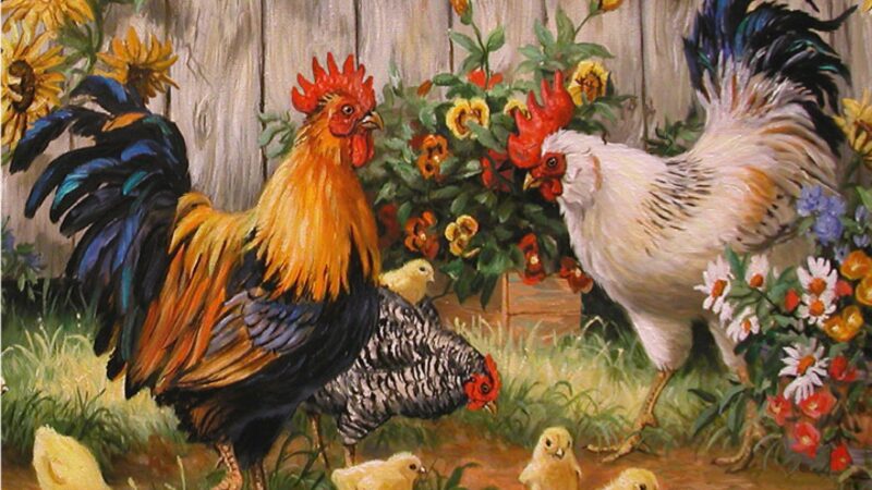 hình nền gà trống, gà mái và gà con bằng tranh sơn dầu