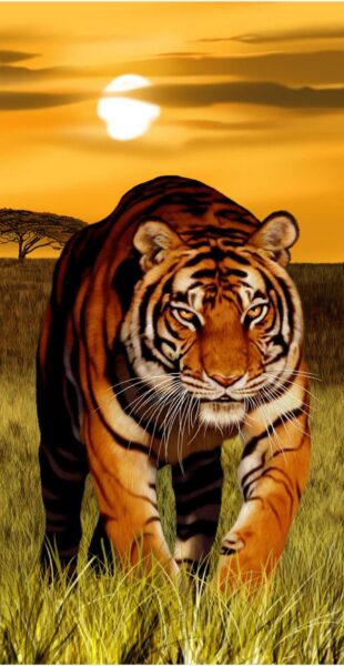 Chi tiết hơn 100 hình nền con hổ đẹp tuyệt vời nhất  POPPY