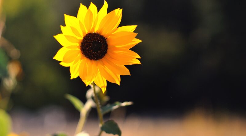 beautiful flower wallpaper 1 sunflower