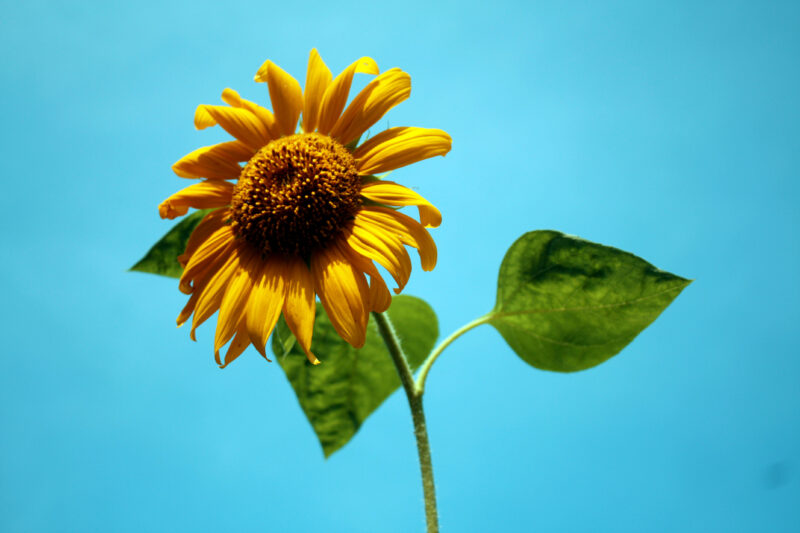 beautiful flower wallpaper 1 simple bright sunflower background