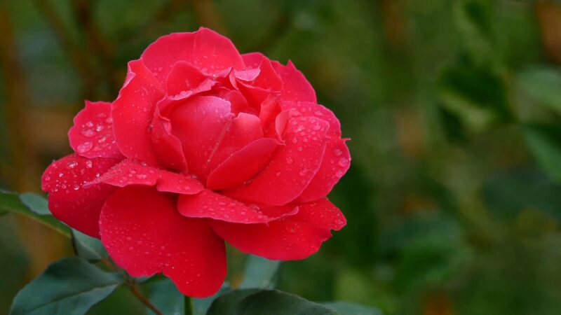 beautiful flower wallpaper 1 budding red rose