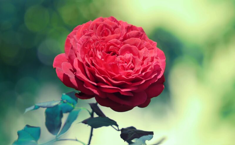 beautiful flower wallpaper 1 red rose blooming